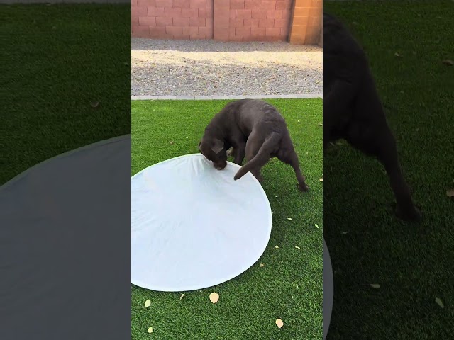 Clumsy dog 🤣 #labradoretriever #funnydog #puppy #cutedog #dogvideos