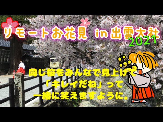 【リモートお花見 2021】出雲大社, 3D, バーチャル, 桜, OHANAMI,