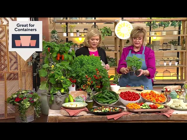 Girl Next Door 4-Piece Kitchen Minis Veggies Live Plants on QVC