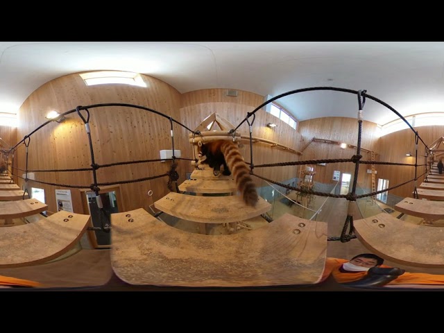 おうちで西山動物園　鯖江市西山動物園　レッサーパンダのいえ　360度動画