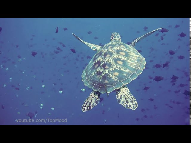 Underwater video. Relaxing Ambience video  Under ocean, jellyfish, aquarium scenery.