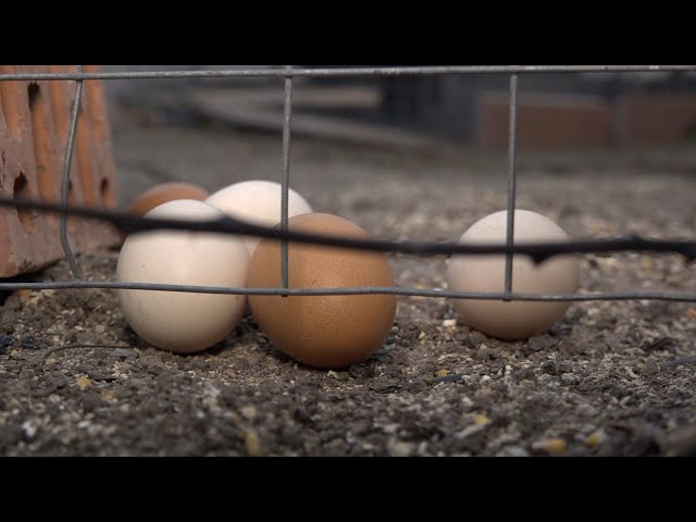 2/07/2025: Why U.S. Egg Prices Are Spiking