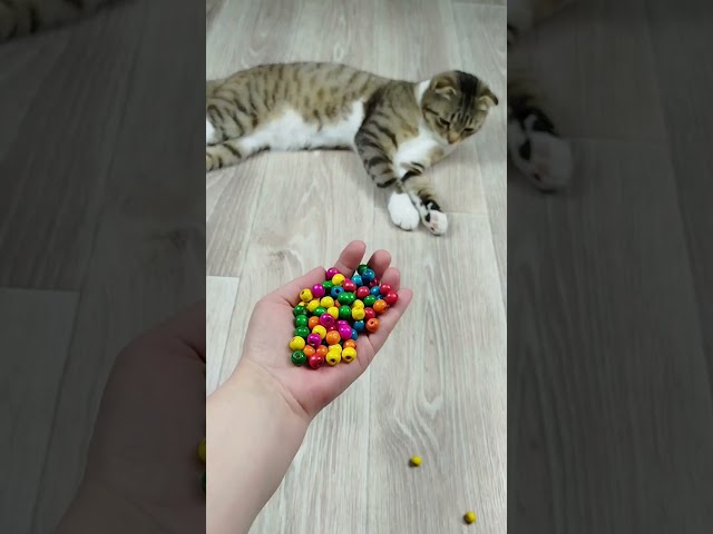 Cats ❤ Video Reverse Balls 🔴🟥 Marbles Domino ASMR