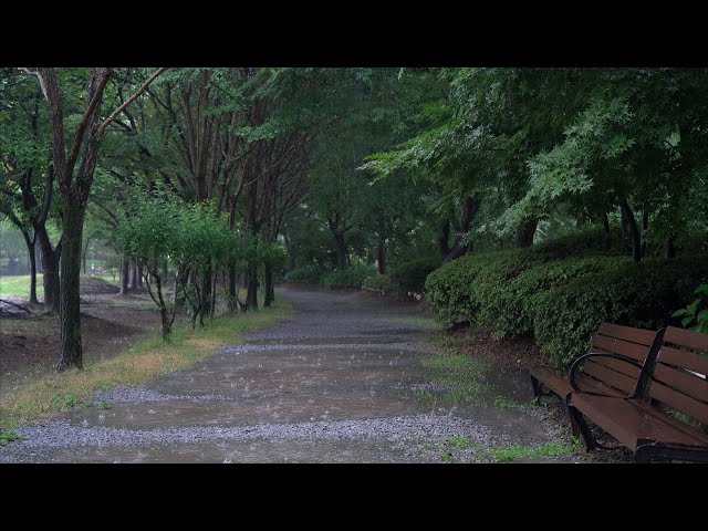 Heavy rain sound for insomnia and deep sleep on a rainy trail, relaxing white noise ASMR