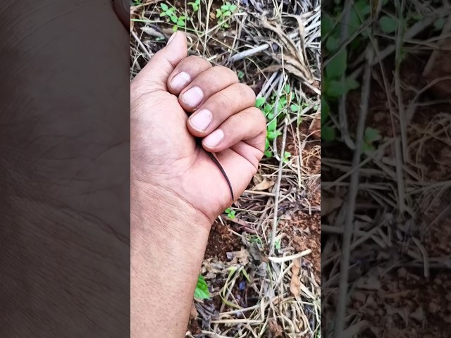 SPECIAL! My cute skink #reptiles #lizard #pet