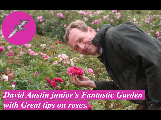 David Austin Junior’s Fantastic Garden with Great tips on roses