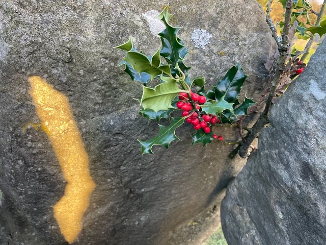 Knockroe passage tomb winter solstice with our farm’s holly & oak