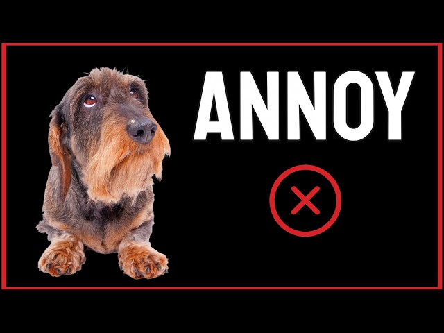 Sound to ANNOY your Dog [CRAZY DOG RESPONSE]