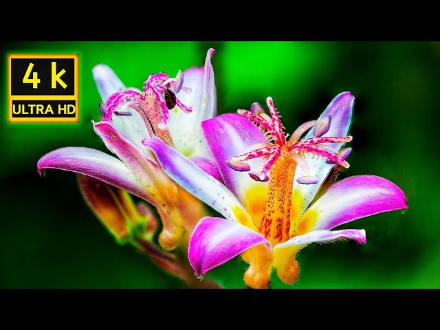 Real 4k Ultra HD Video With Soothing Relaxing Ambient Music #4k #8k #4kultrahd #relax #hdr