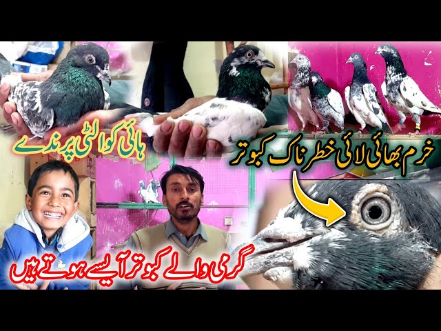 Bird Market Rawalpindi update || Kabotar Mandi || Royle Teddy || Ali wale | 35 Wale | Bichu Kamagar