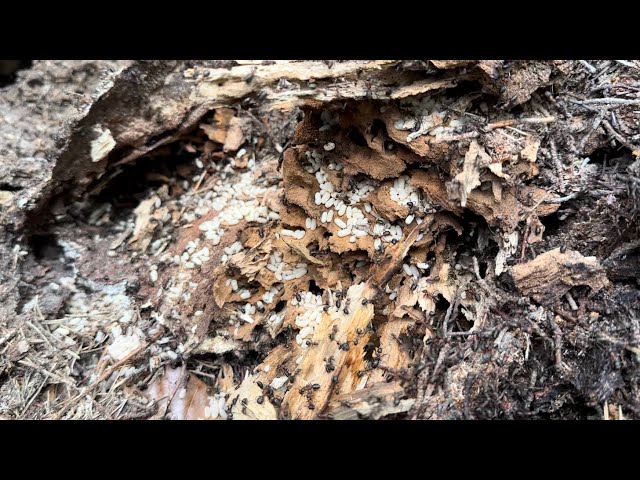 How many ants can we find in a forest?- Ant World Tour Berlin part three