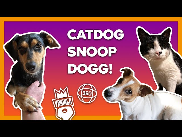 CATDOG SNOOP DOGG! КОТОПЕС ПЕС! • Животный АСМР в 360 • Animal ASMR 360 VR Video (#VRKINGS)