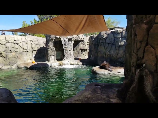 Sea Lions in El Paso Zoo