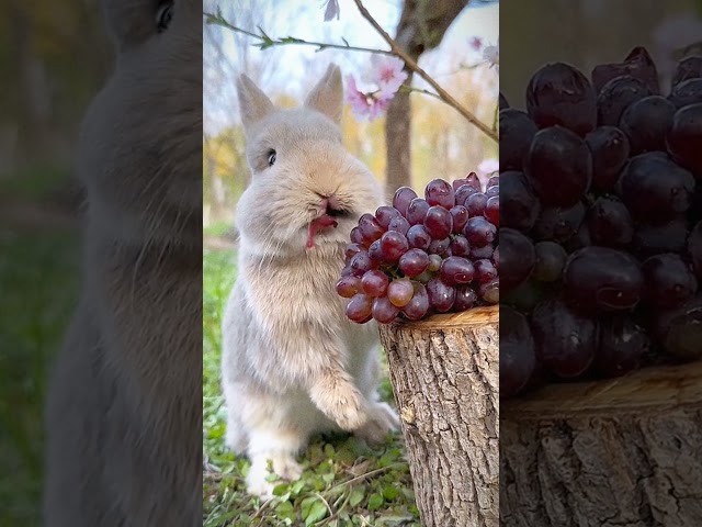 179. Gray rabbits are eating grapes. #cute #rabbitt #animals #pets #eating #reels #shorts #baby