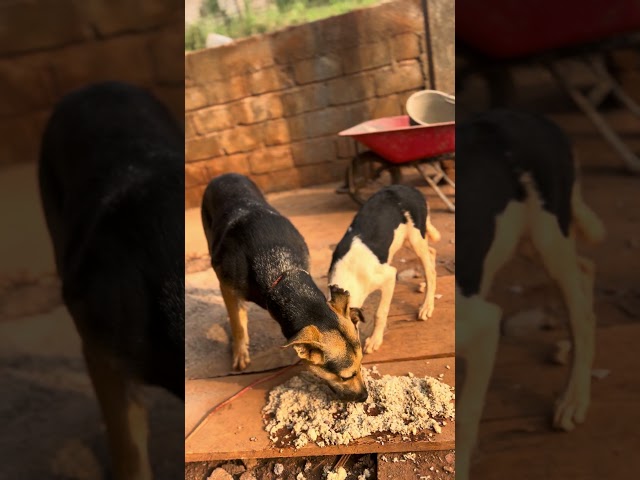 Mother and child eating together #dog #aquaculture #pitbull #puppy