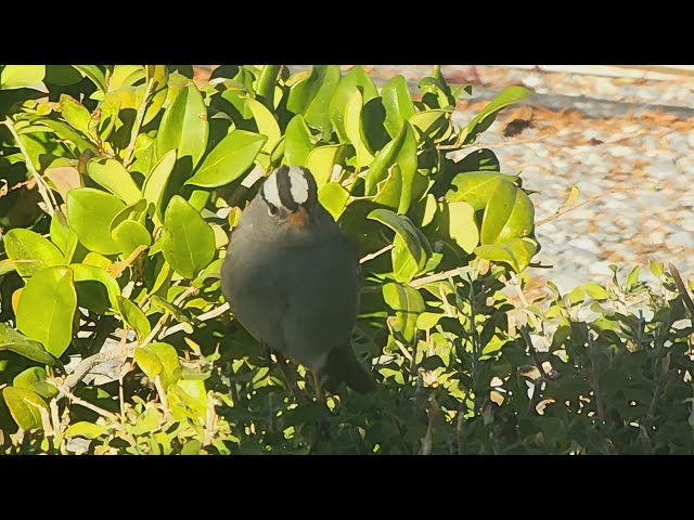 White Crowned Sparrow on a windy day