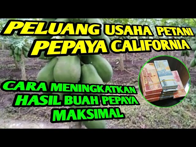 Peluang usaha petani pepaya California