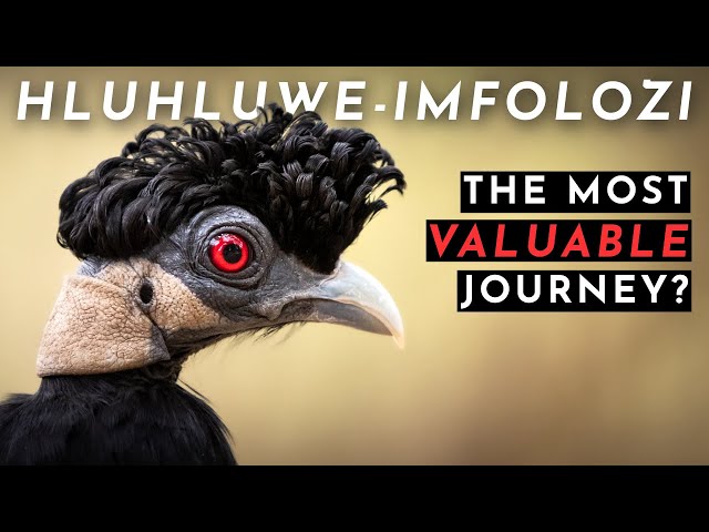 Hluhluwe-iMfolozi Park | South Africa