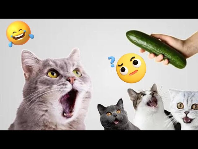 Silliest Cats on Earth 😹 Funniest Cat Videos of 2025!