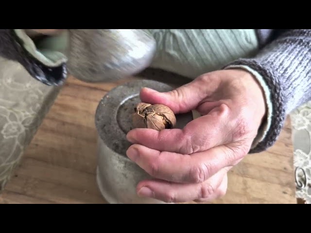 Watch this brave woman show off her incredible nut-cracking skills!