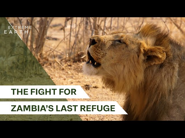 Protecting Zambia’s Lions from Extinction (4K Documentary)