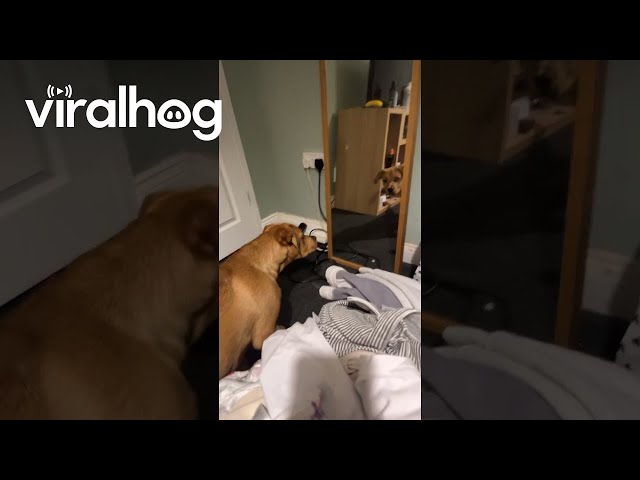 Dog Confronts His Reflection in the Mirror || ViralHog