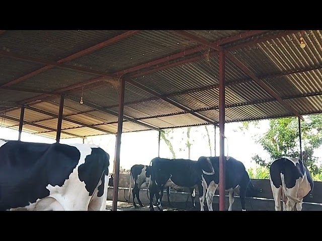 फ़ार्म पे नई गाय आ गई #newcow #dairyfarm |dairy farm profit |hf cow |how to start Gir cow dairy farm