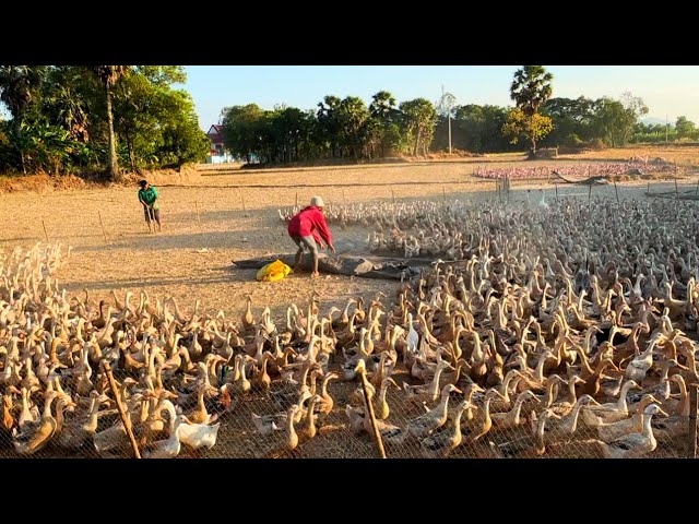 The life of raising laying ducks of mountain people | village duck farming