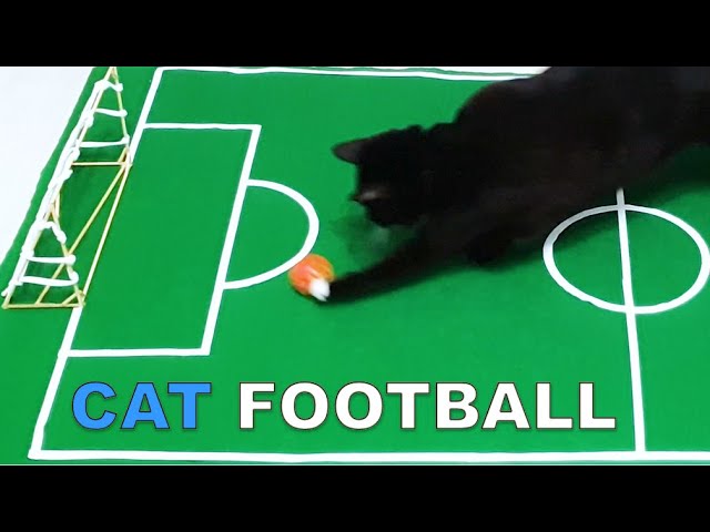 Noah Plays Football (Cat vs Football)