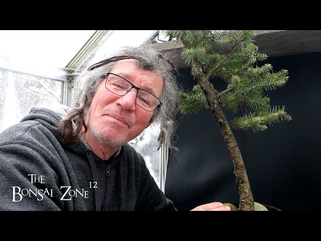 Pruning Two Douglas Firs, The Bonsai Zone, Jan 2025