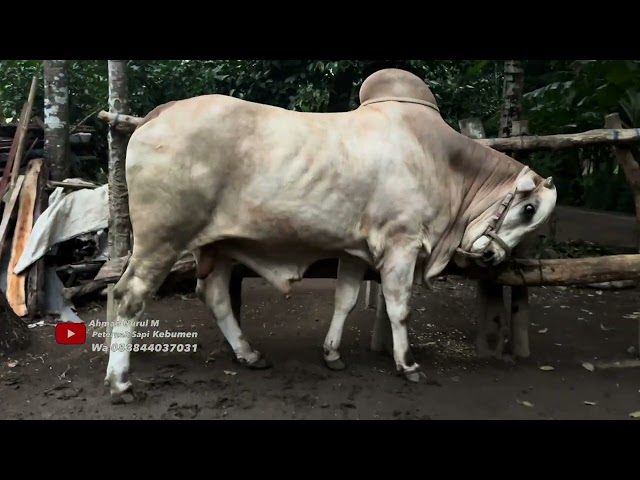 Sapi ini pernah ditawar setia farm || sapi po kembang duren