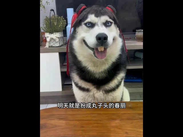 The more this commentary goes to the back  the more wonderful it is!# husky# animal's perplexing be