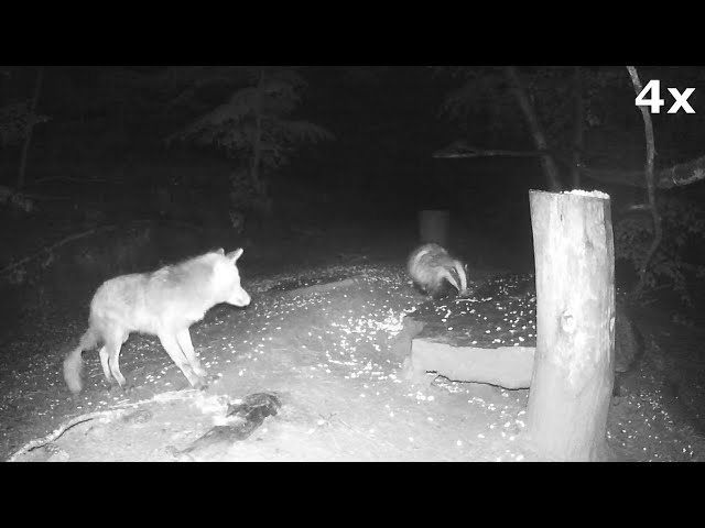 20240429 VOLPI FAINE TASSI GHIANDAIE - FOX MARTEN BADGER JAY