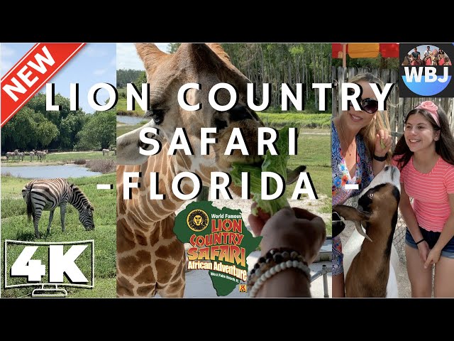 LION COUNTRY SAFARI IN WEST PALM BEACH, FLORIDA - 4K VIDEO