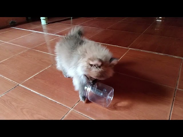 Funny and Cute Pomeranian Funny Puppy Video 2021