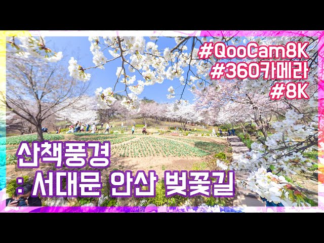 [Q360vr.8k. Seoul] Take a walk on Seodaemun Ansan Jarak-gil, Cherry blossom, 서대문 안산자락길 벚꽃산책