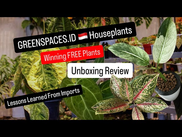 GreenspacesID Unboxing Video Review Experience on Receiving Free Plants from Overseas Plant Haul