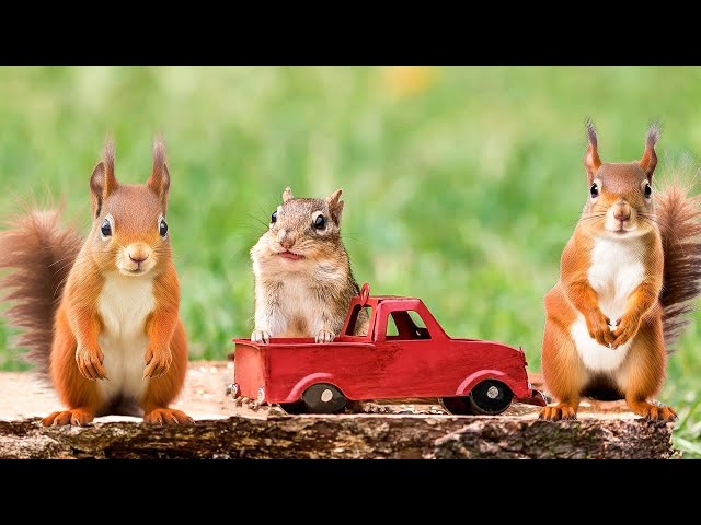 Magical Nature for Cats 🎥 Cute Squirrel & Birds Unleash Cuteness🐦 Endless 4K Entertain