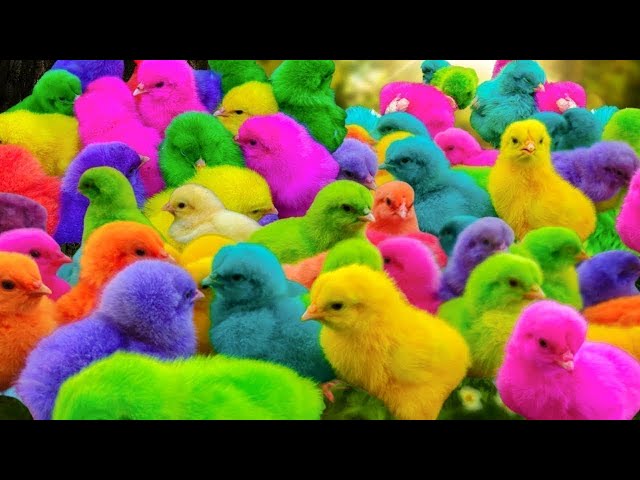 World Cute Chickens, Colorful Chickens, Rainbows Chickens, Cute Ducks, Cat, Rabbits,Cute Animal #334