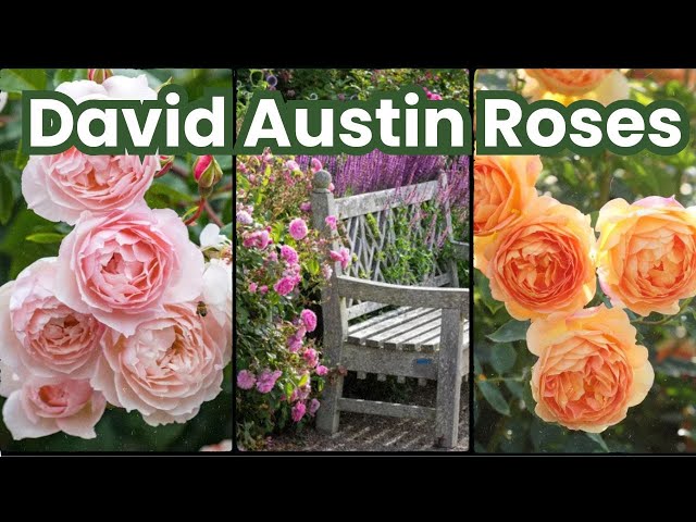 Preview David Austin Roses | Top 5 David Austin Favorites! 🌹😊💖