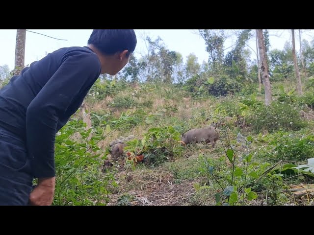 A big wild boar came to Robert's farm, Survival Instinct, Wilderness Alone (ep129)