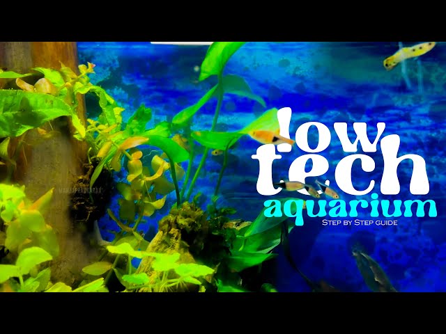 Low Tech Aquariam at Home, step by step explained | Ireland Series | Manjaprackaran