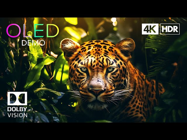 The Craziest HDR 4K 60 FPS Dolby Vision (4K Video) ULTRA HD