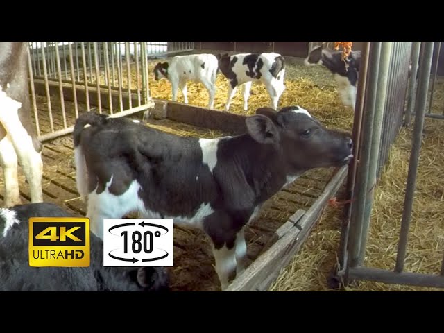 Sweet and nosy calves! | Schattige lieve kalfjes!