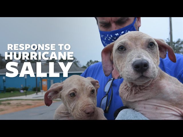 Helping animals impacted by Hurricane Sally