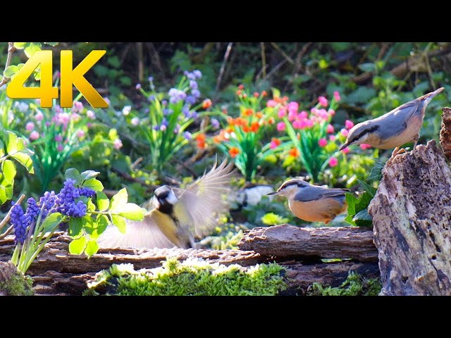 😺 So Many Little Birds in Summer Forest 🐦 Cat TV for Cats to Watch 😺 🐦 8 Hours (4K)