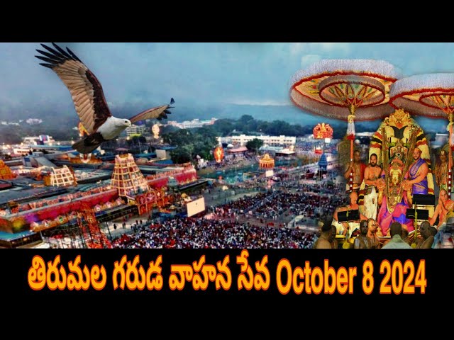 Tirumala Garuda Vahanam seva 8 october 2024 || miracle in tirumala |tirumala Brahmotsavam 2024||