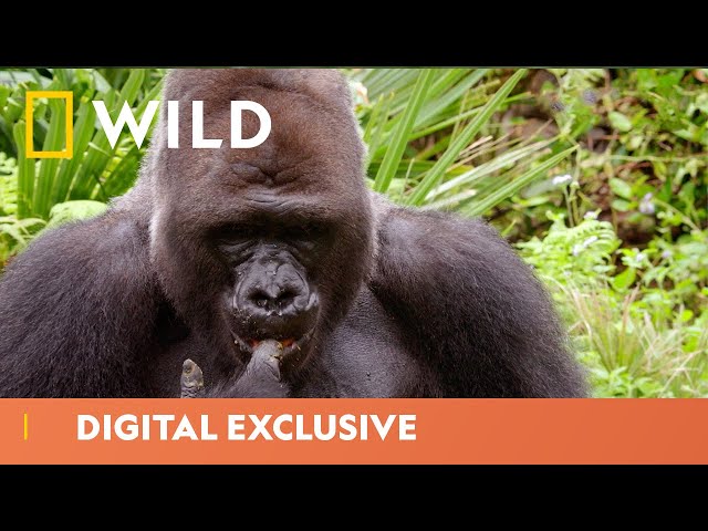 Gorilla Gino Throws A Birthday Bash | Magic Of Disney’s Animal Kingdom | National Geographic WILD UK