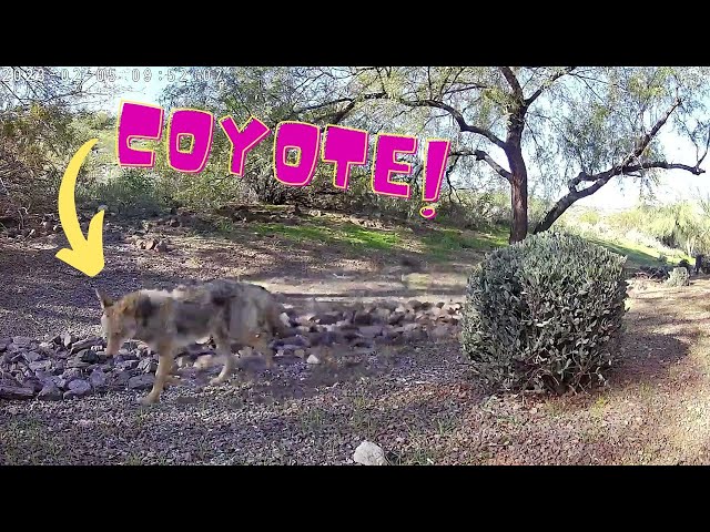 Coyote running through the wash: [02-05-2023 - 09:52AM] #nature #coyote #phoenix