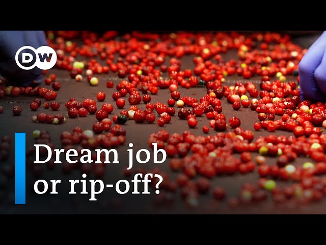 Thai berry pickers in Sweden | DW Documentary